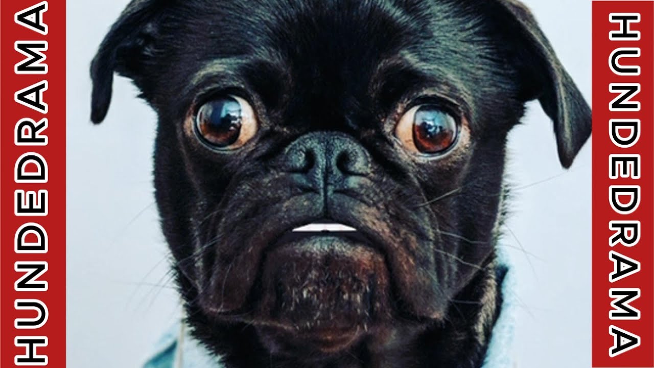 Die unglaubliche Geschichte von Charlie, dem Hund, der alles aufdeckt!