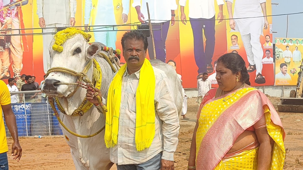కల్లూరు న్యూ కేటగిరి విభాగంలో 7వ జత RK బుల్స్