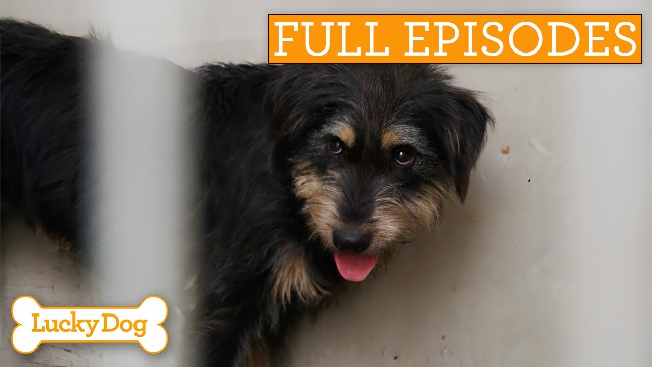 Traumatized Street Dog Finds Love With Retired Couple | Lucky Dog Double Episode
