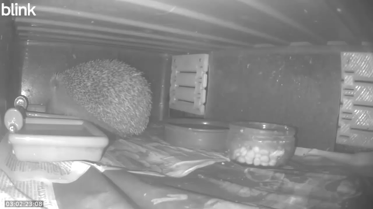 Wild Life Cam Night Of 26 01 2026