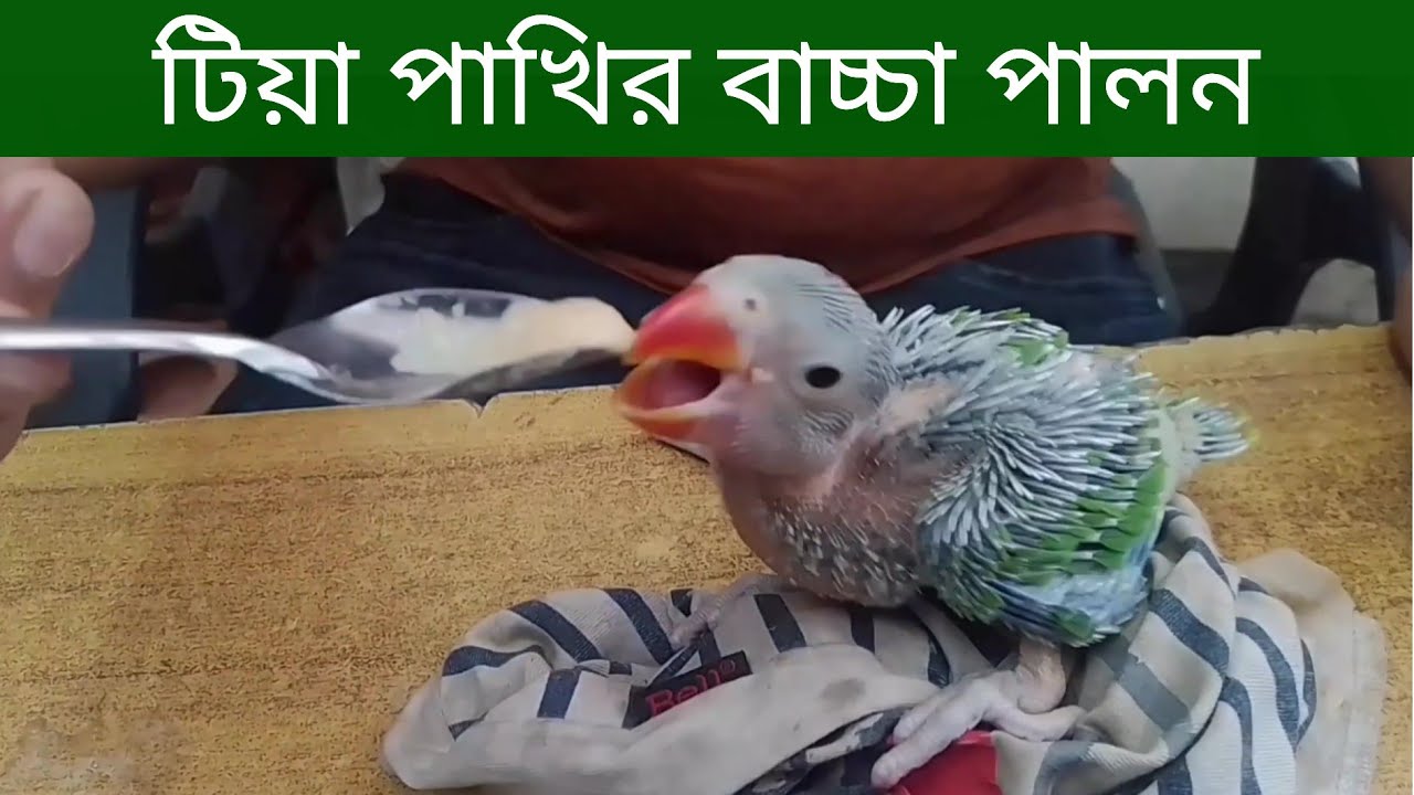 টিয়া পাখির বাচ্চা পালন পদ্ধতি | কোথায় রাখবেন যত্ন ও খাবার দাবার| Tia Pakhi Palon | টিয়া পাখি পালন