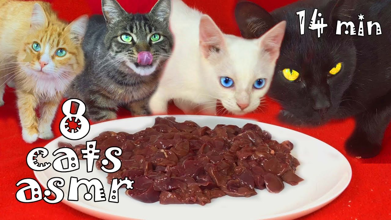 My 8 cats eating raw chicken liver