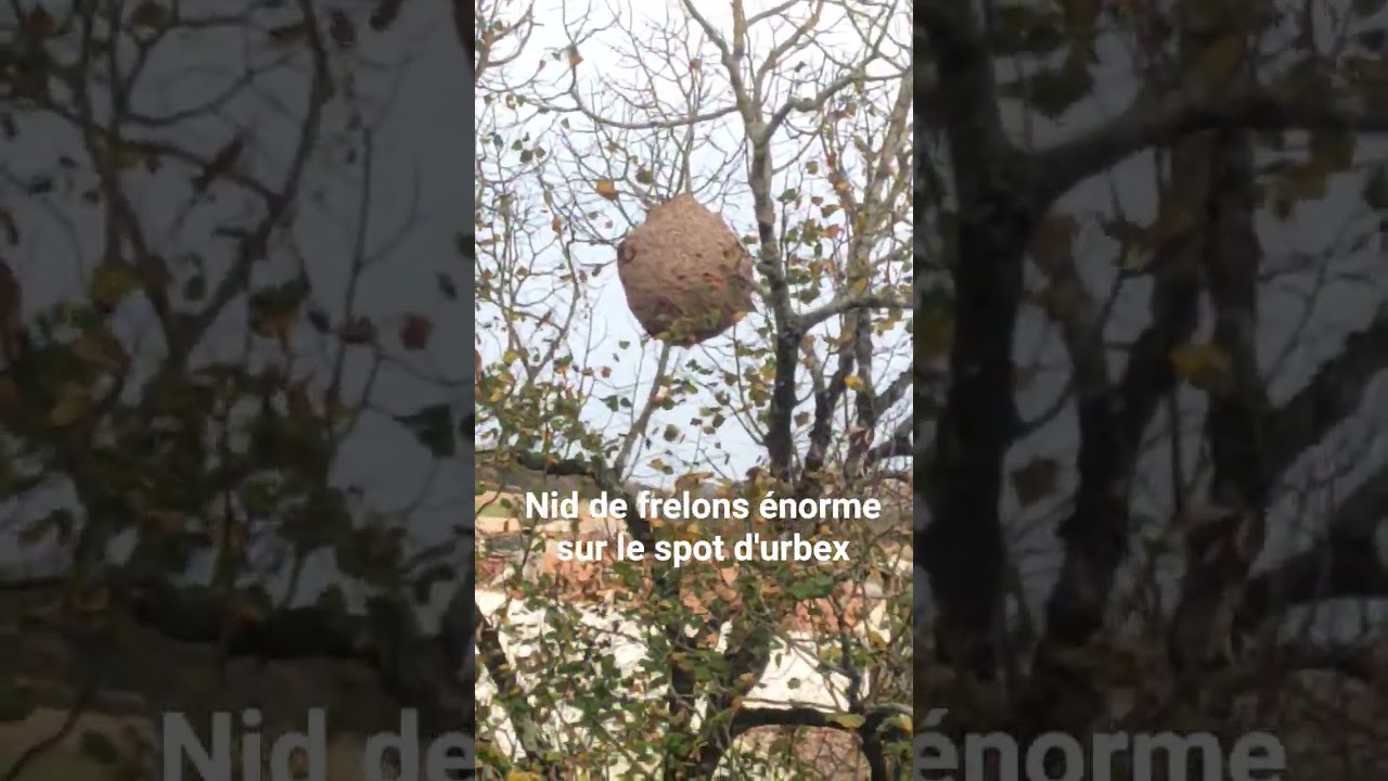 gros nid de frelons sur le spot urbex
