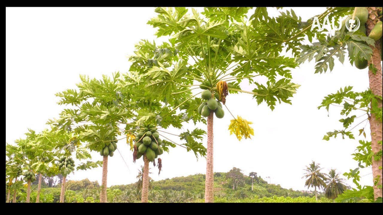 AgroLink: Crop Production in Africa - Role of University of Cape Coast, Ghana