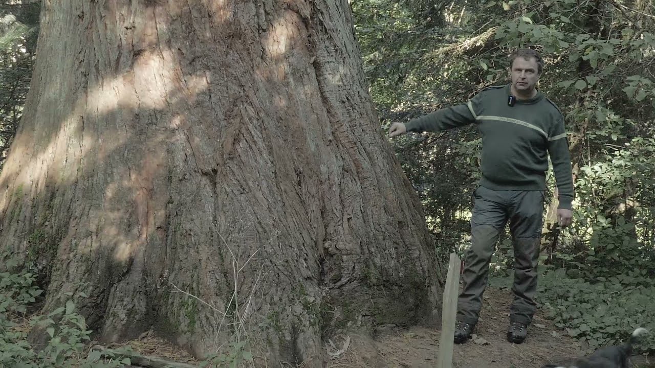 Un arboretum, çà sert à quoi?