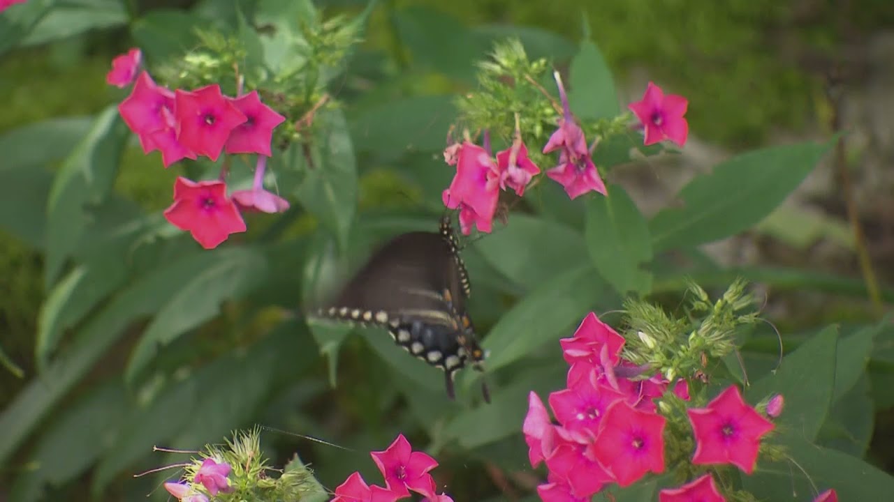 Accenting Mother Nature's Gifts | Volunteer Gardener