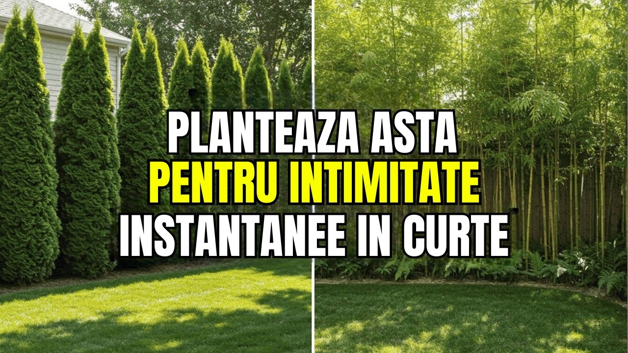 Plantează Acești 5 Arbori Pentru Intimitate Instantanee În Curte