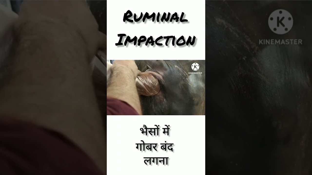 ruminal impaction