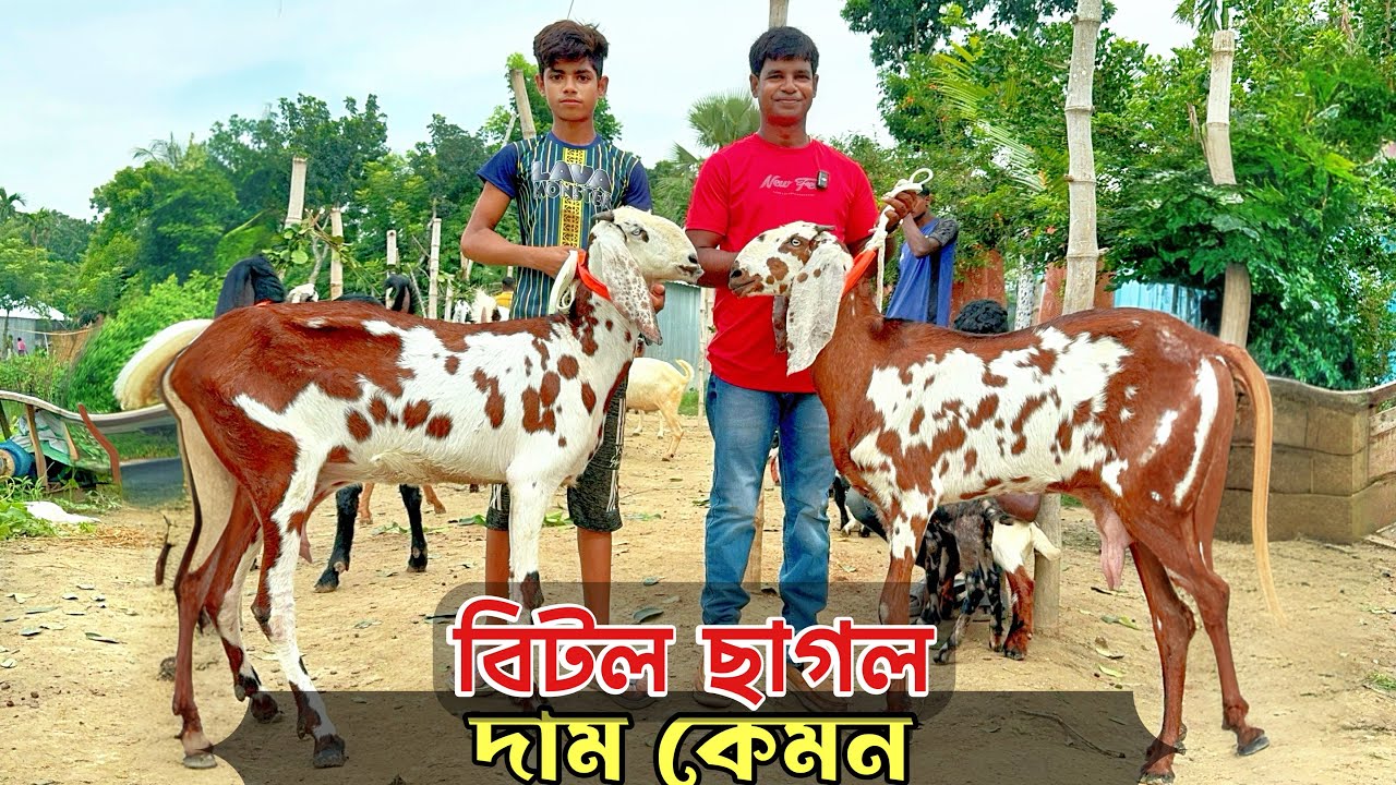 হান্নান ভাই এর বিটল/Betaal ছাগল ও Boer ছাগলের কালেকশন। বিটল পাঠা। বিটল বাচ্চা সহ মা ছাগল।বোয়ার ছাগল