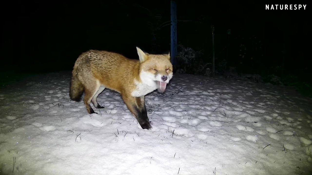 Fox Sniffing Out Food In The Snow