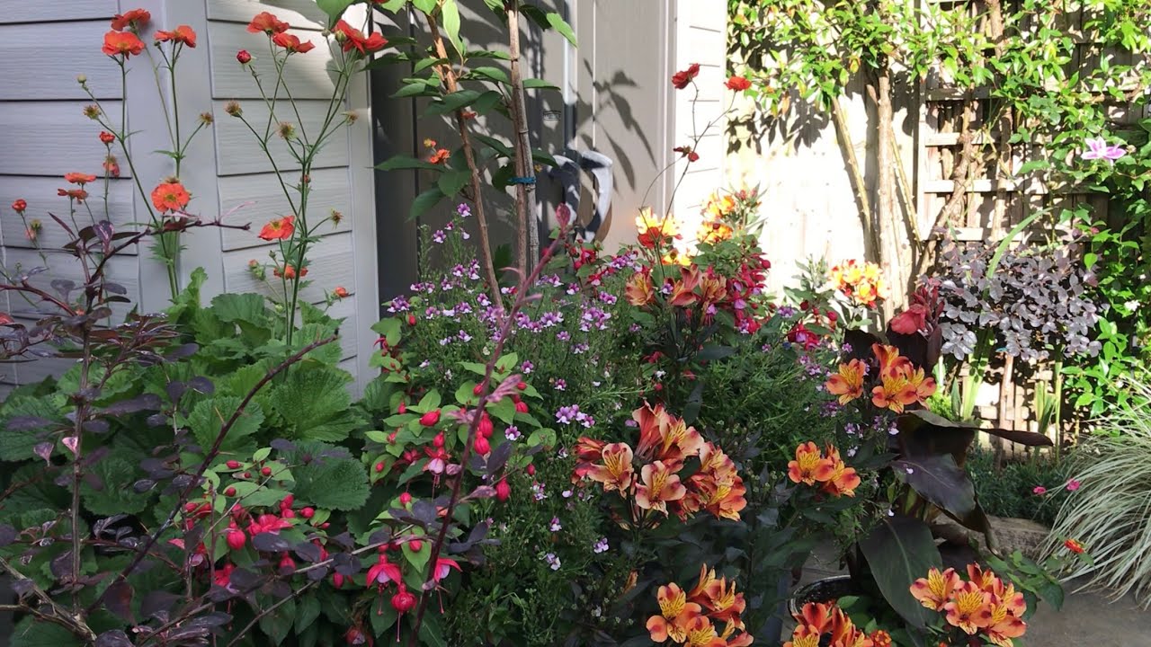 Late September small garden update 🪴🌸27/9/2024