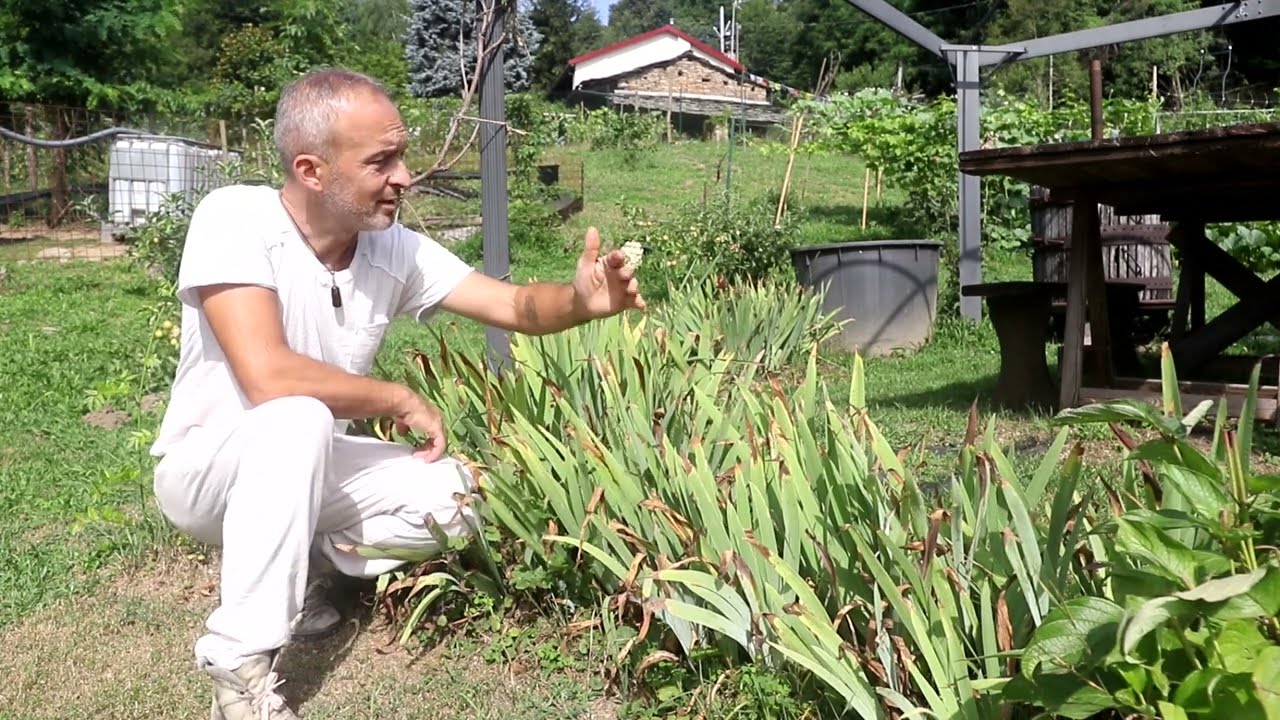Video 86   #IRIS 1 - Coltivazione e descrizione