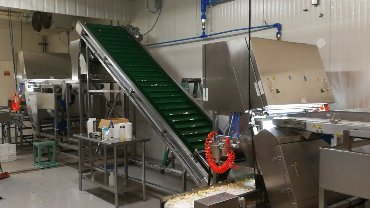 Fresh Garlic Color Sorting by Meyer sorter