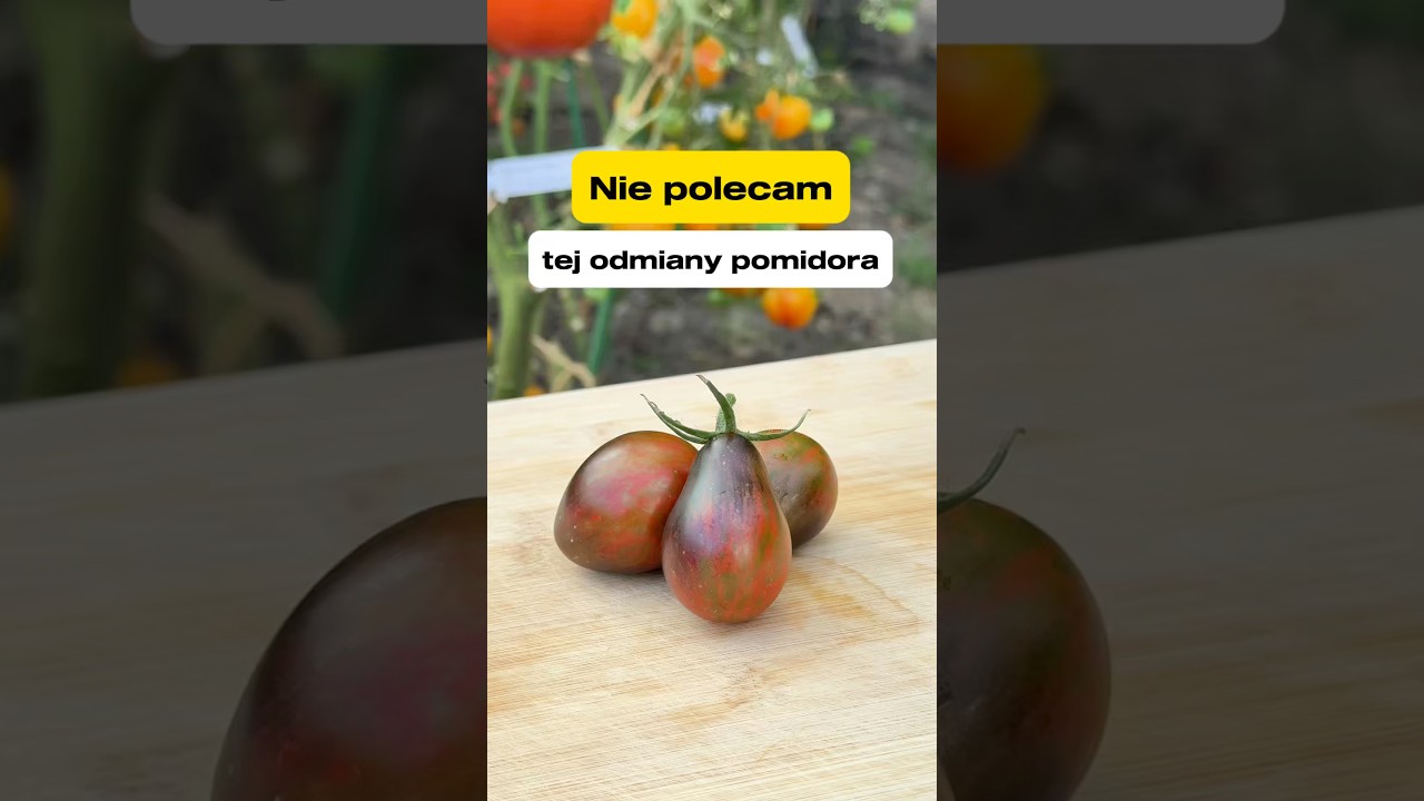 Nie polecam tej odmiany pomidora 🍅