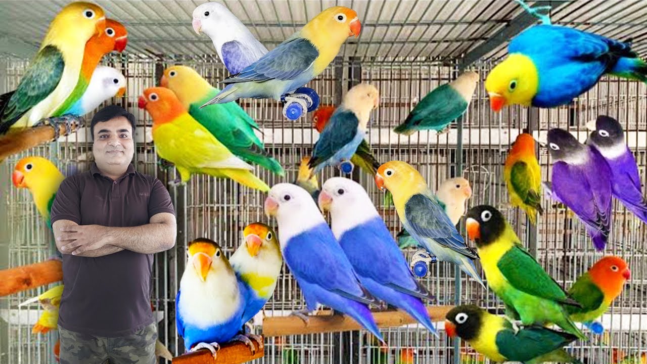 ZA Aviary Breeding Progress | Most Beautiful LoveBird Setup | All visual Mutations | Lovebird Aviary