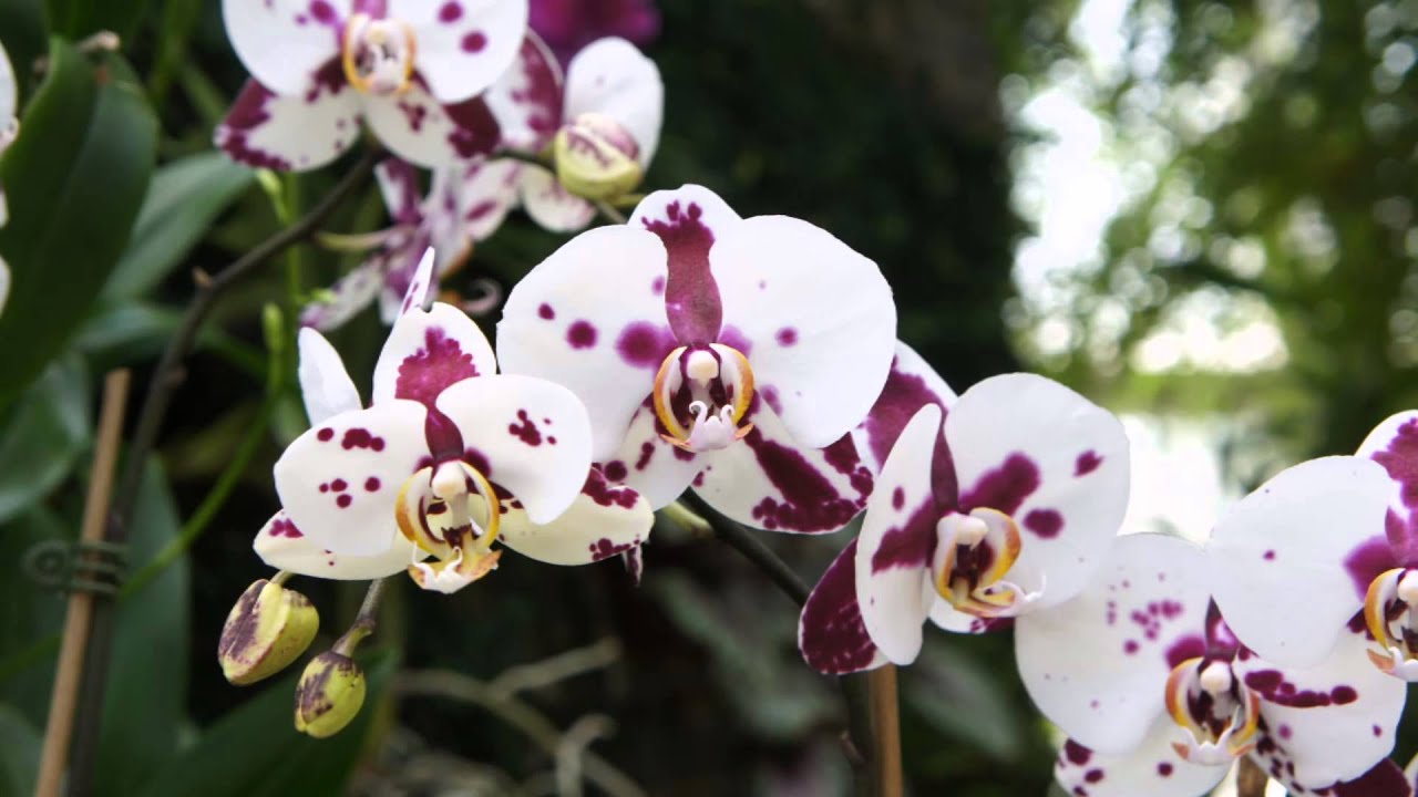 Pratibha Damle - Baharla Parijat Dari ( Marathi Bhavgeet)