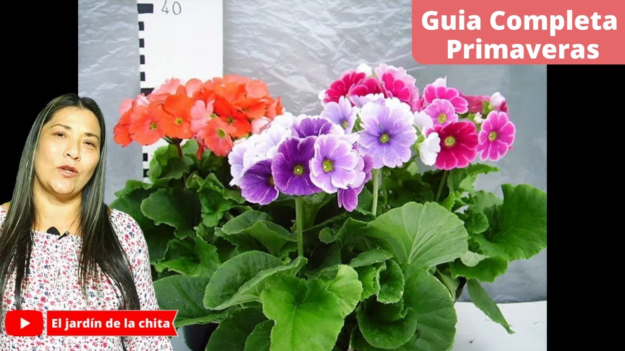 Todo Lo Que Debes Saber Sobre Primaveras