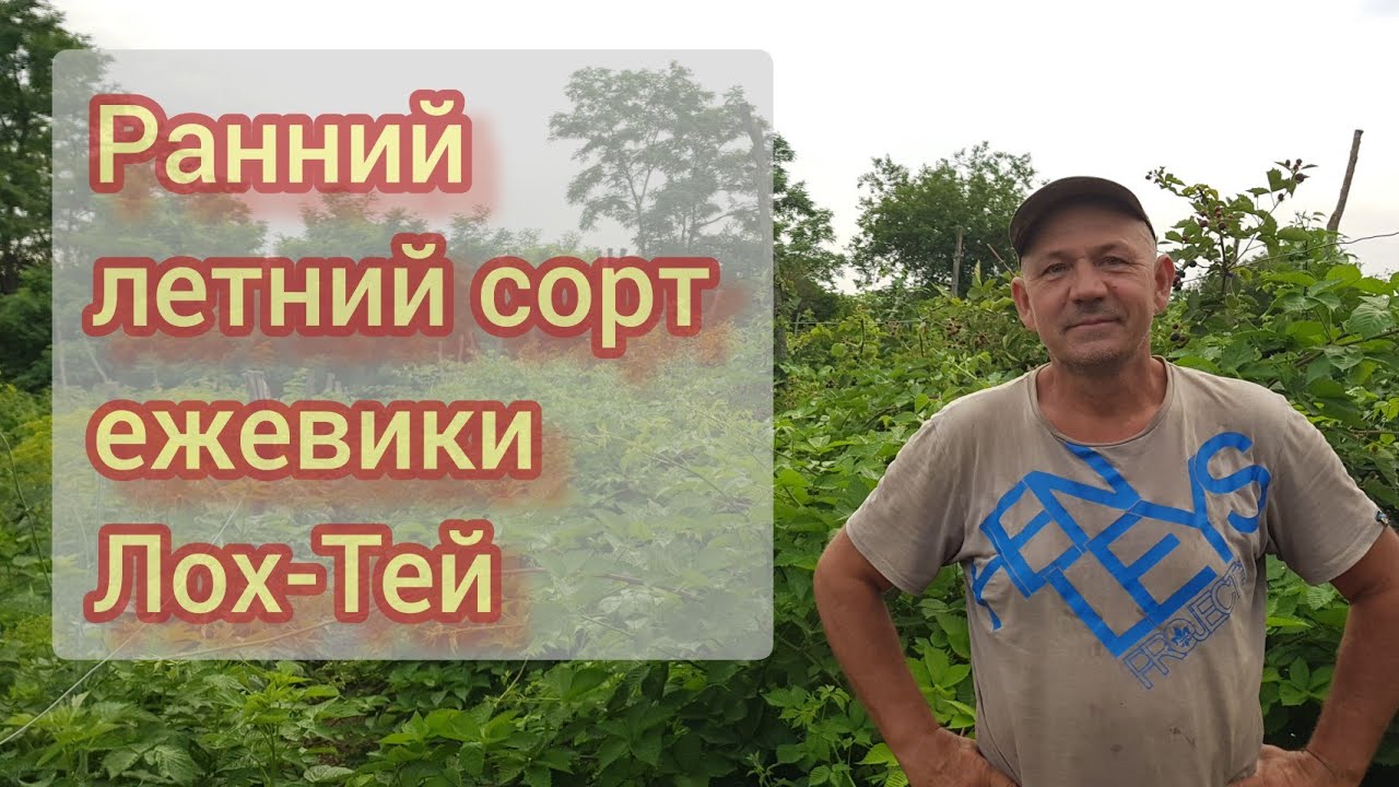 Обзор ежевики сорт Лох-Тей