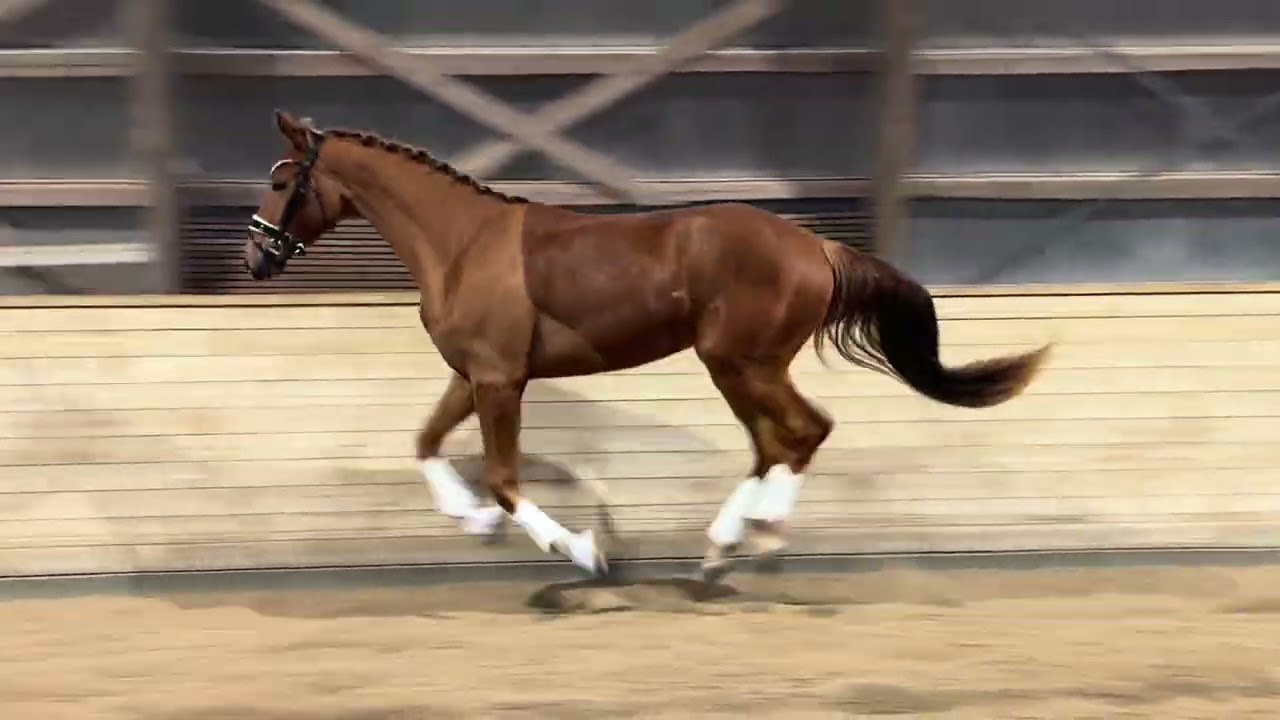 3 års dressur vallak efter Blue Hors Baron med super fremtidspotentiale sælges 💙