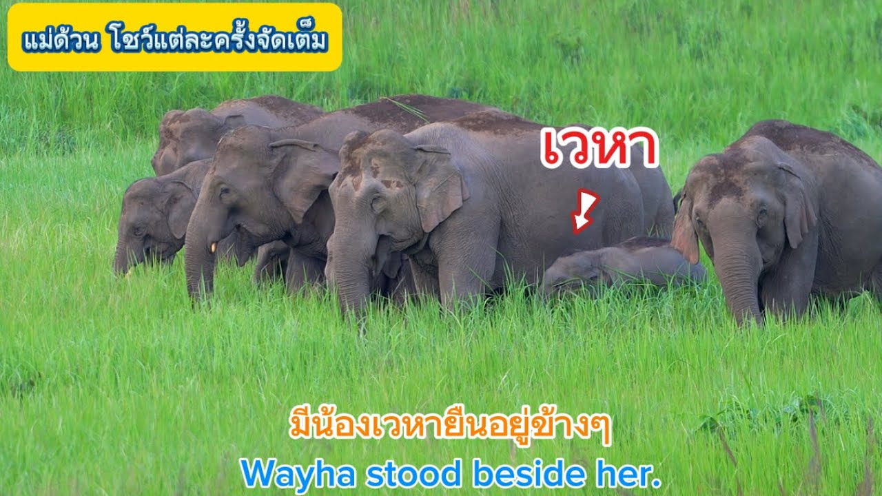 Ep. 478 จัดเต็ม แม่ด้วนพาน้องเวหาโชว์#wildlife #elephant #wildlife#new#ท่องเที่ยว