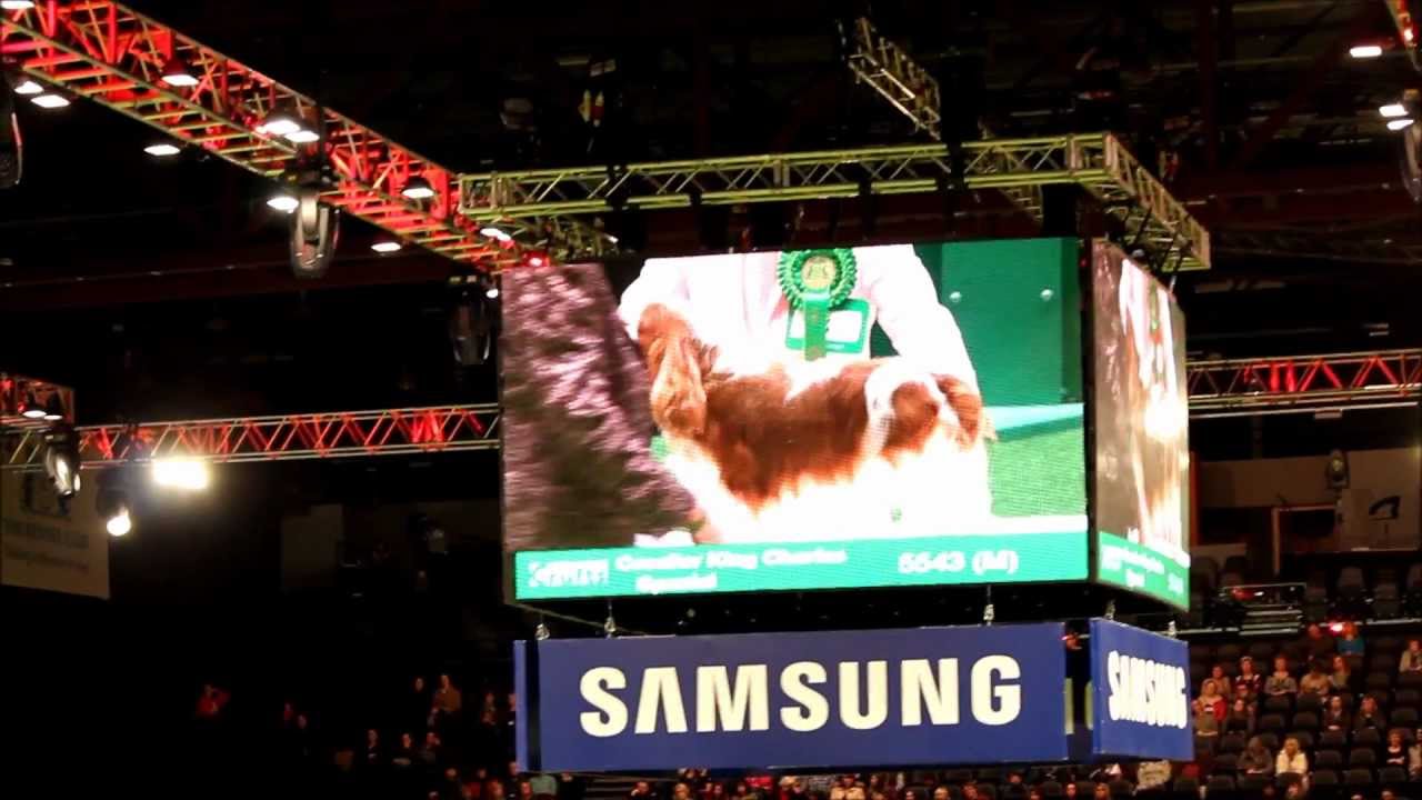CRUFTS 2013 PASCAVALE BAILEY