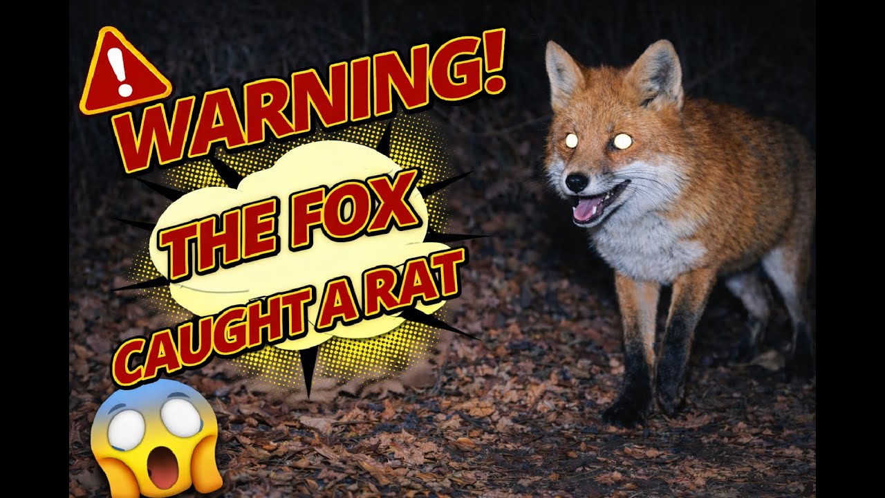 You Won’t Believe What’s on the Trail Camera