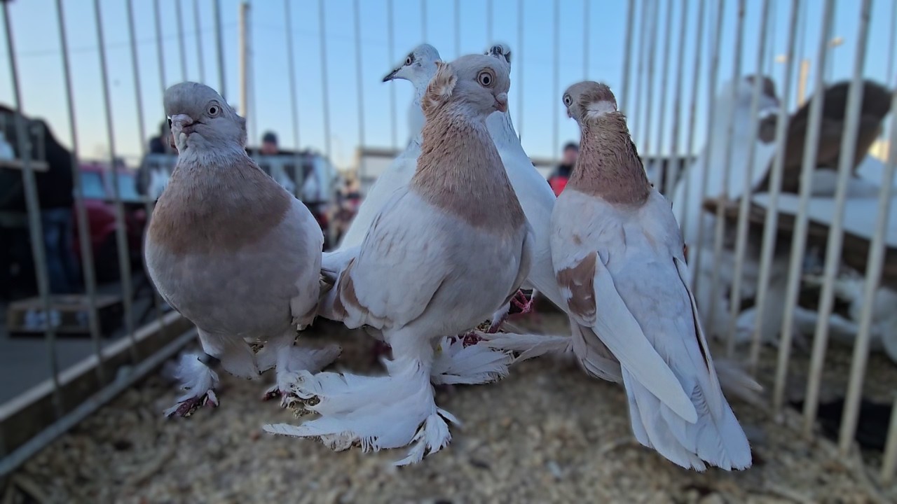 TARG gołębie pigeons  RADOM Andrzej W.07.03.2026 cz3/4  💥Gołębie jasne i wyszwance Andrzeja Radom💥