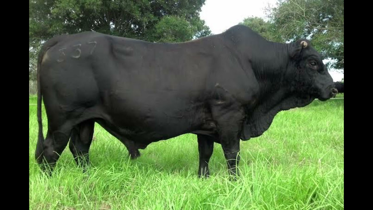 Mashona Cattle - Everything You Need To Know