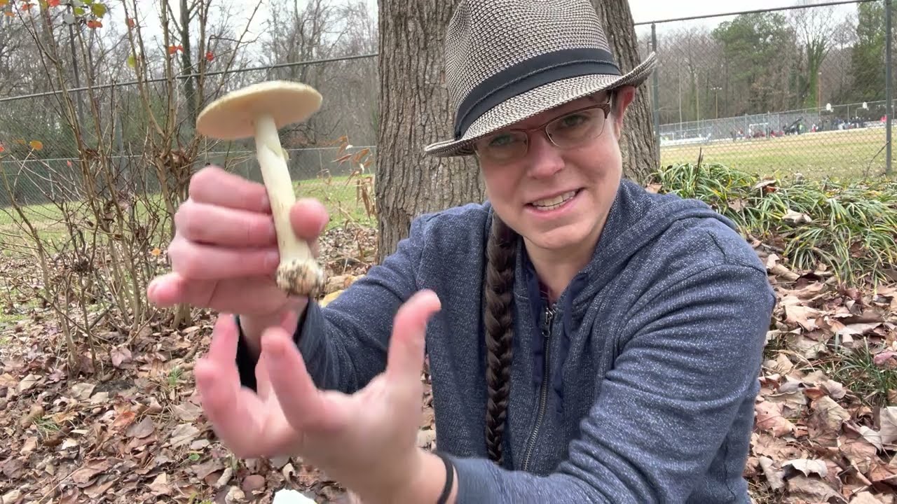 False death caps: Amanita lavendula group + Hedgehogs, blewits, pink mottle woodwax mushrooms & such