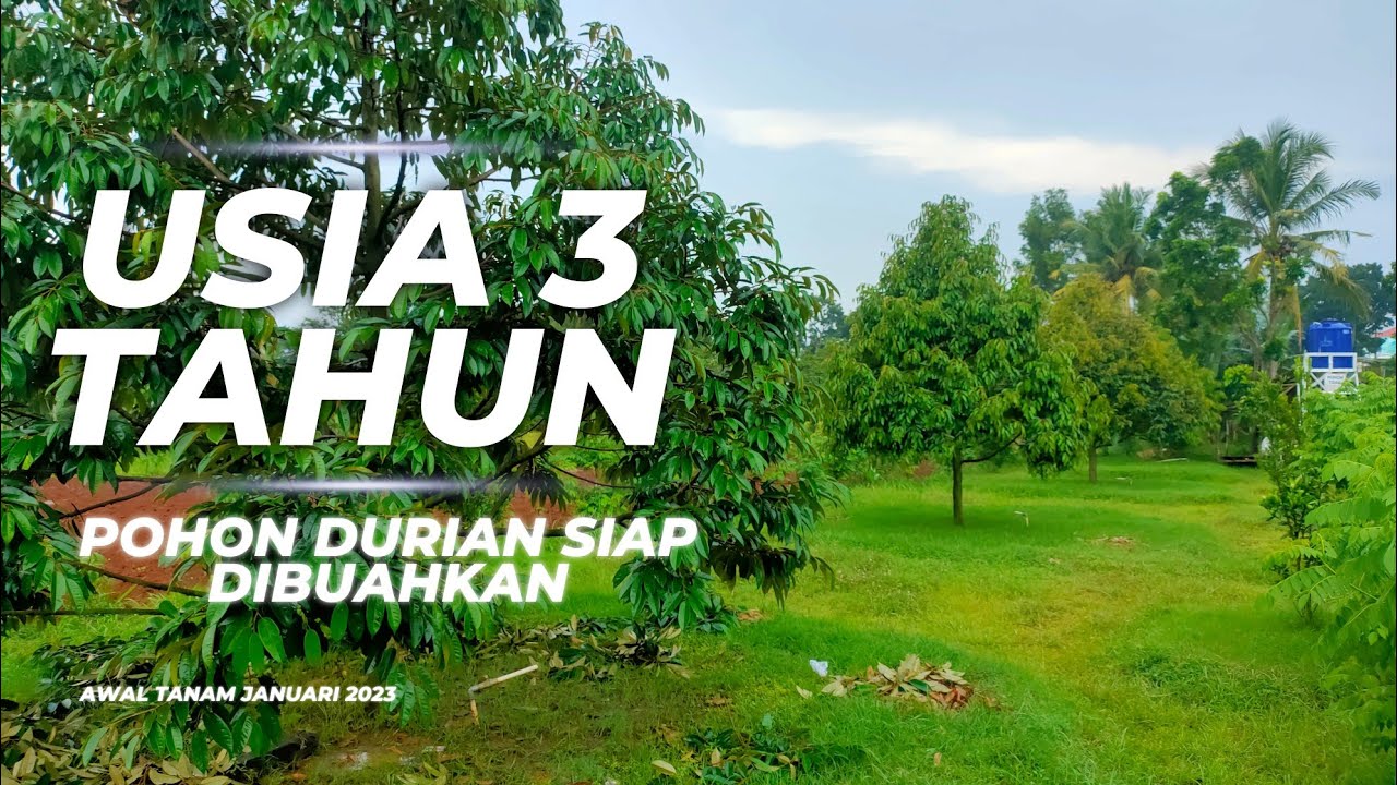 Usia 3 Tahun Perawatan pohon durian siap Berbuah