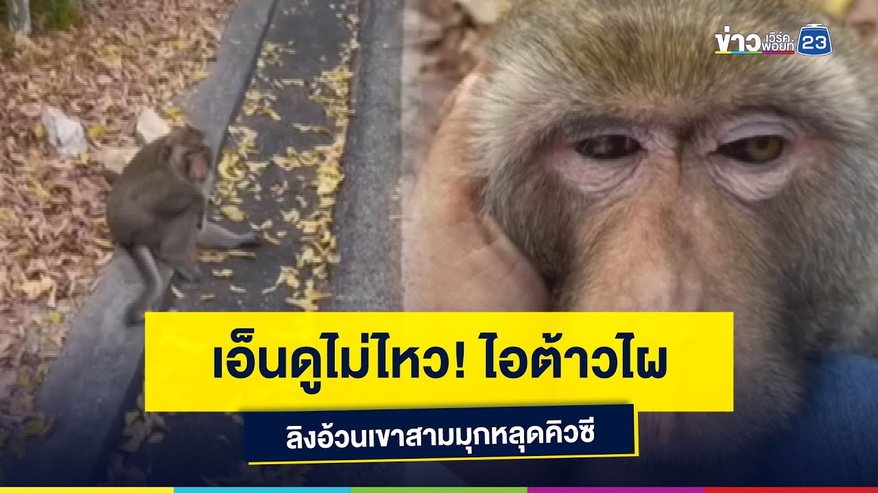 เอ็นดูไม่ไหว! ไอต้าวไผ ลิงอ้วนเขาสามมุกหลุดคิวซี