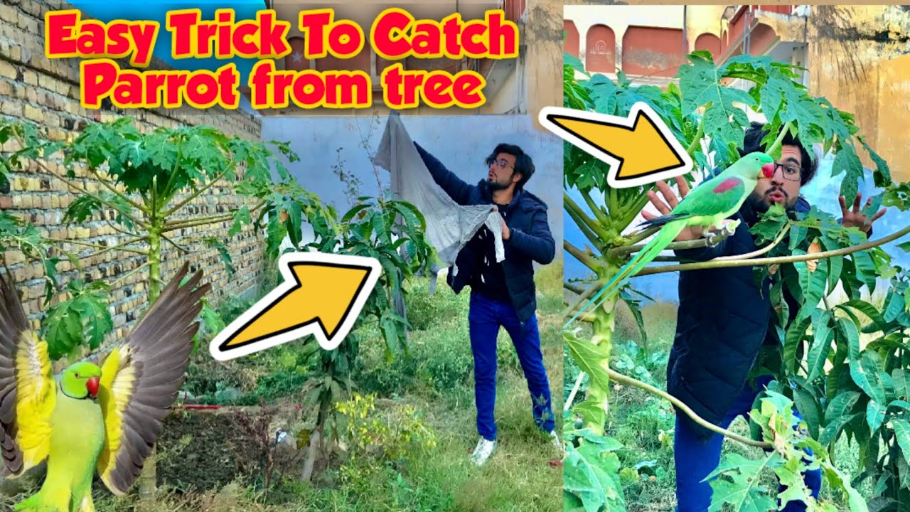How to catch parrot from Tree 🌴/parrot pakadny ka tarika 🦜/ #parrot_video