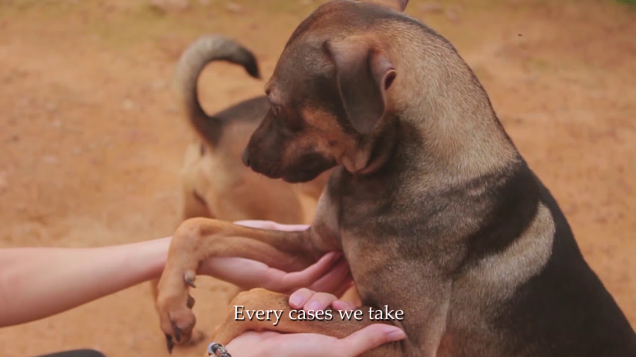 Malaysia Independent Animal Rescue (Stray Dog Documentary)