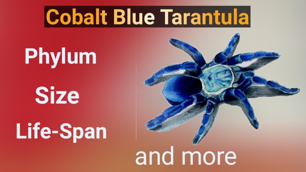 Presentation on Spider | Fun Facts on  Cobalt Blue Tarantula | 