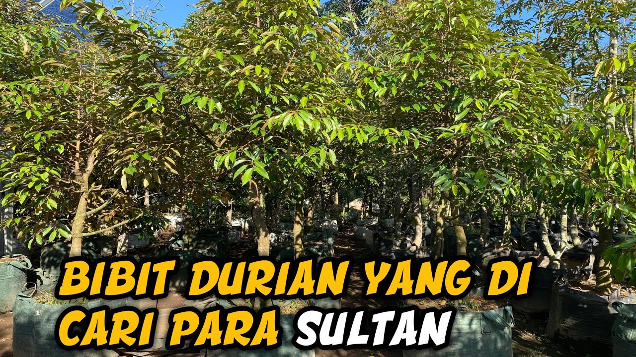 Bibit durian dongkelan jenis durihitam, musang king, bawor, cumasi dan supertembaga ukuran jumbo