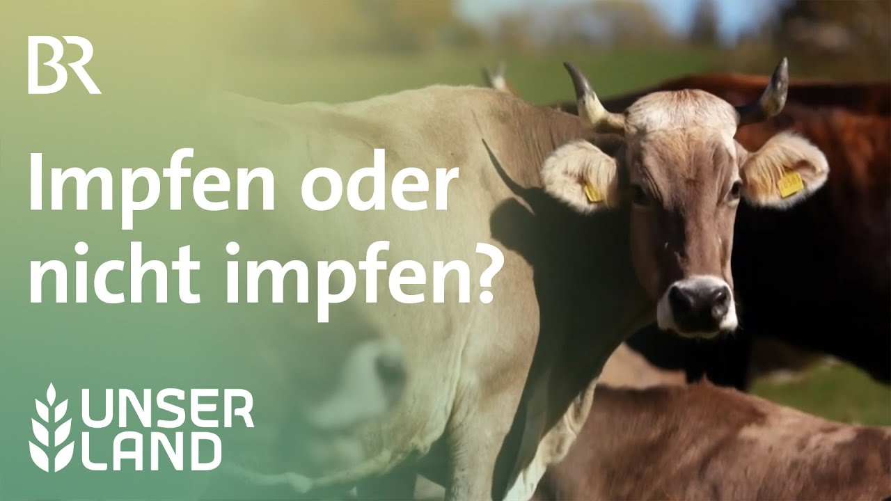 Blauzungenkrankheit: Ärger um Sperrgebiete  | Unser Land | BR Fernsehen