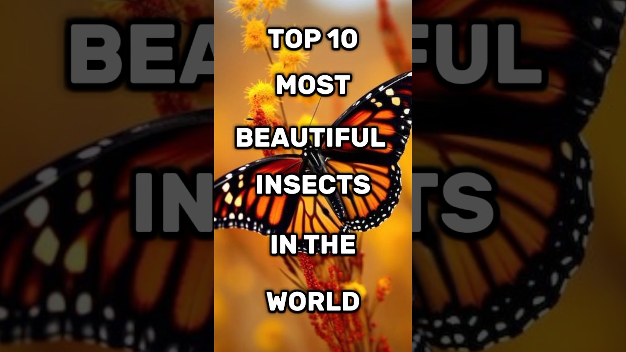 Top 10 most beautiful insects in the World 🔥#top10 #shortvideos #shortsfeed #viral #shorts #aktop100