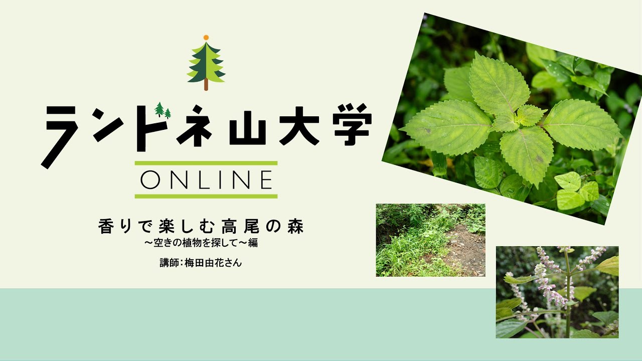 ランドネ山大学ONLINE～香りで楽しむ高尾の森ｰ秋の植 物を探してｰ編～