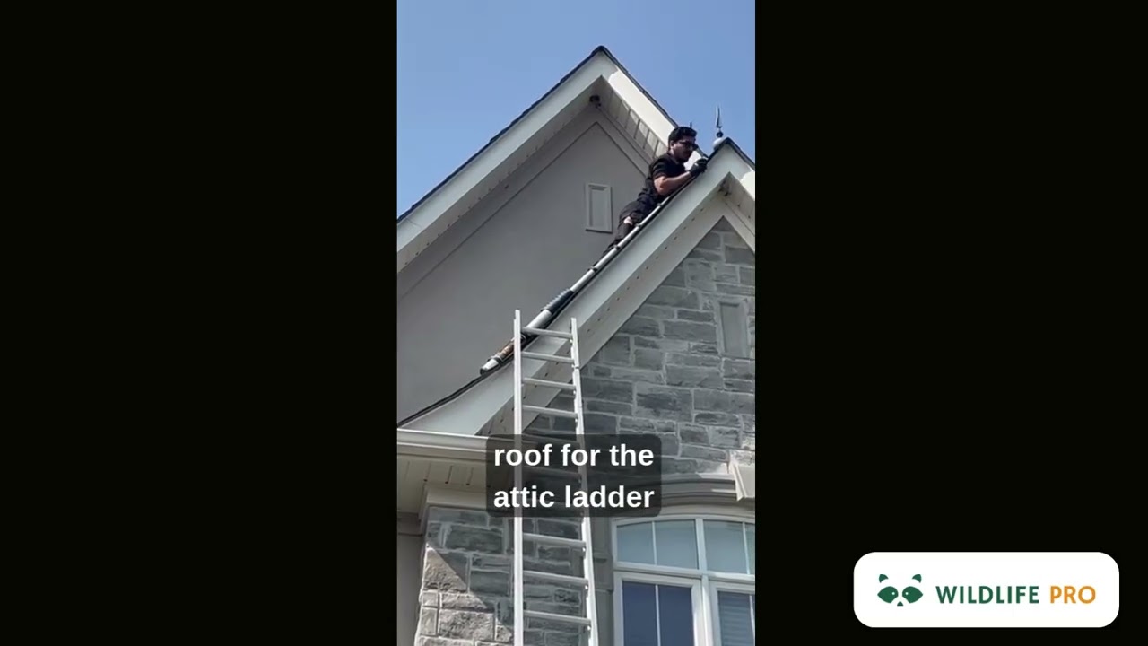 Wasp Nest Removal in Attic &ndash; Safe Bee & Wasp Control Toronto | Wildlife Pro