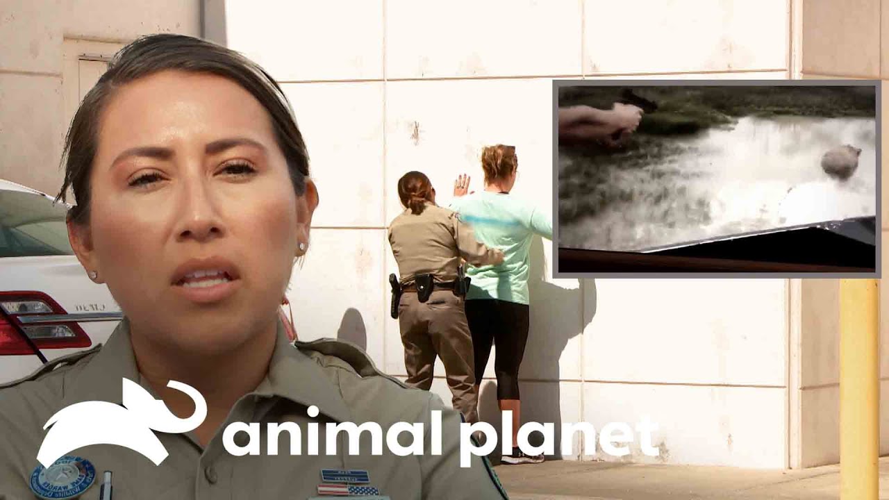 Mulher é detida após postar vídeos caçando porcos | Patrulheiros da Natureza | Animal Planet Brasil