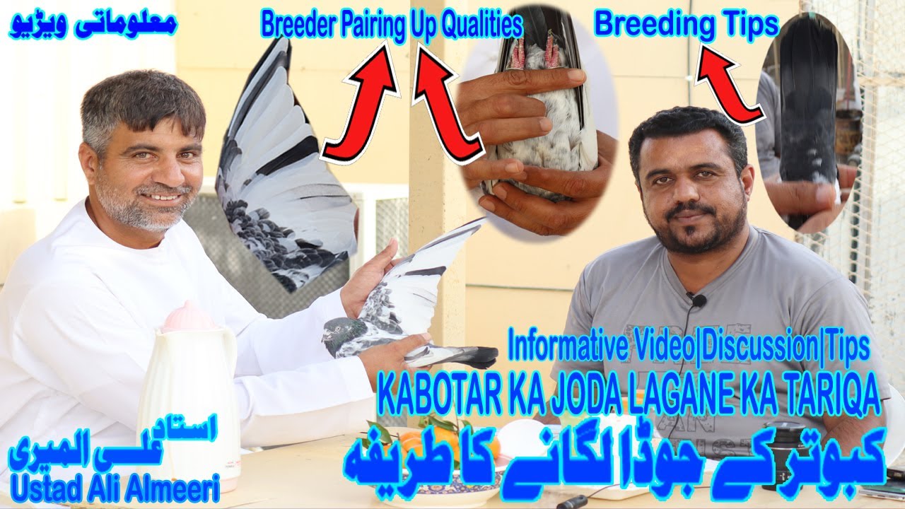 Kabotar Ka Joda Lagane Ka Tariqa|Ustad Ali Alamiri|Pigeon Breeding Tips|Informative Video|Discussion