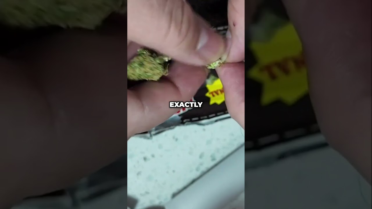 Grow Shipwreck Cannabis: Challenges & Terpene Profile