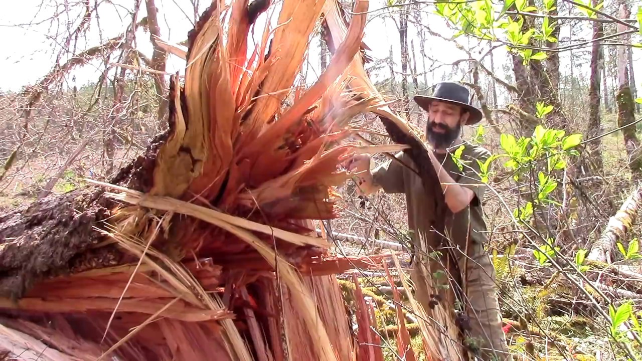 How To Locate Fatwood