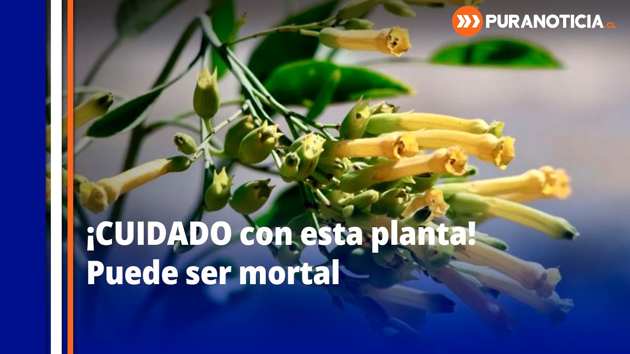 Tragedia por planta tóxica en Rinconada: ¿Qué es el Palán Palán?