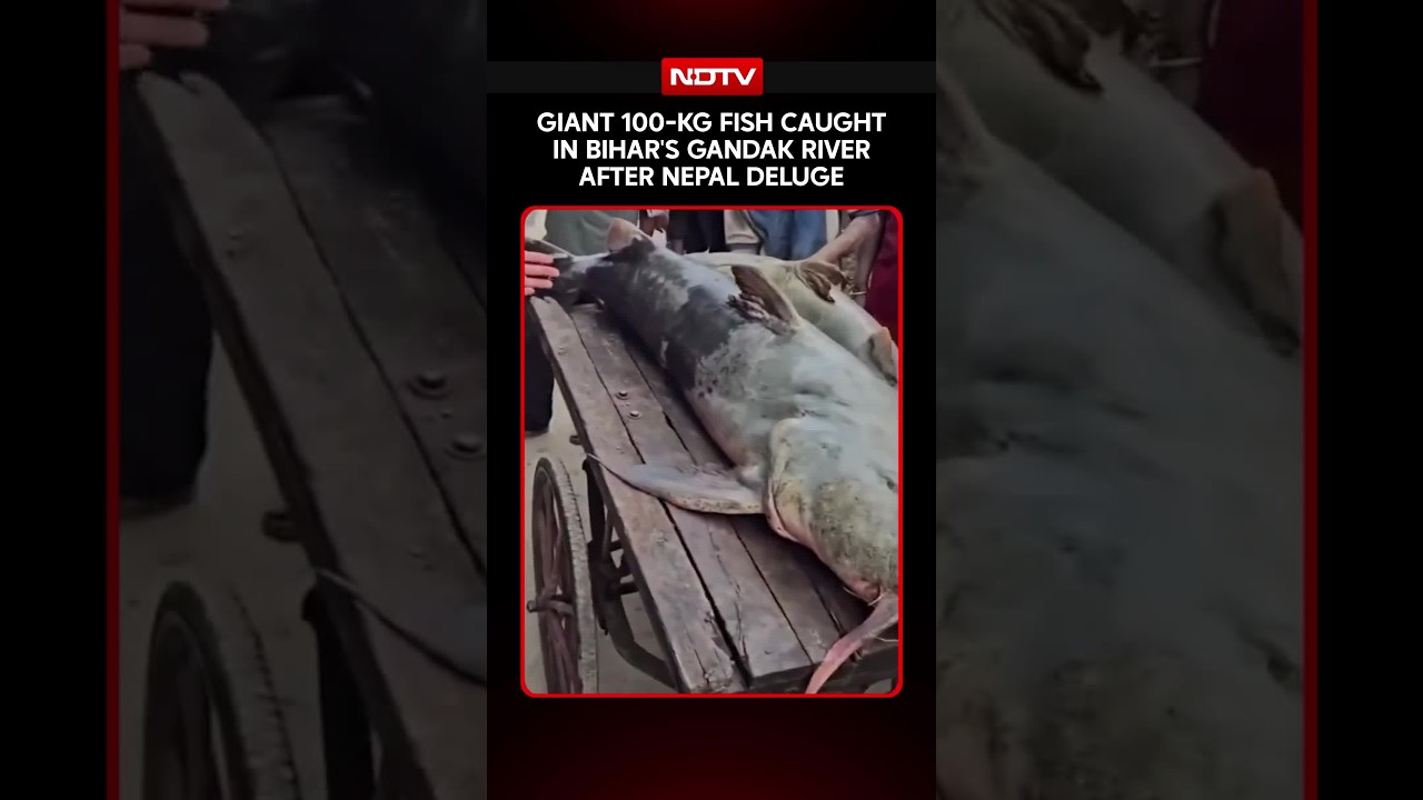On Camera, Giant 100-KG Fish Caught In Bihar's Gandak River After Nepal Deluge