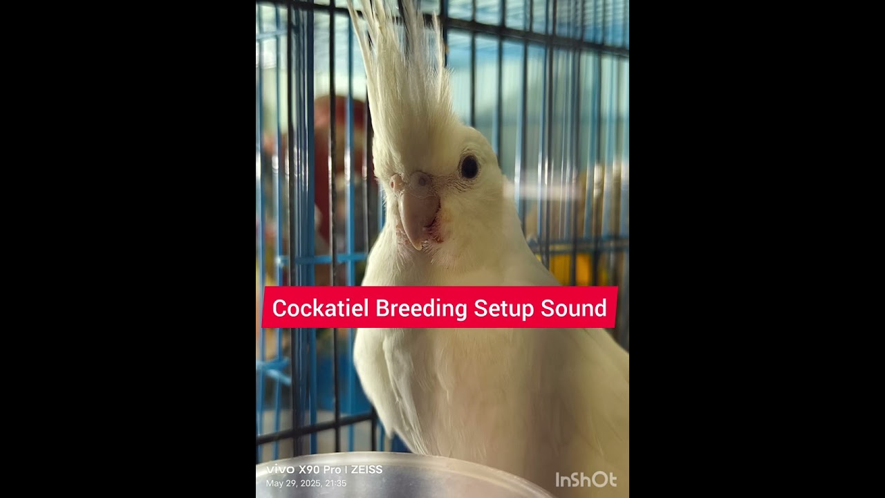 Cockatiel Breeding Setup Sound || Mating Call 