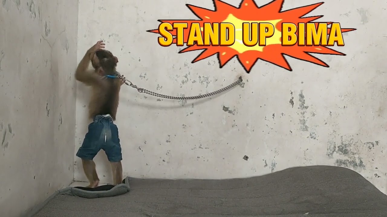 GAME!!!!!!! PETAK UMPET BIMA & PATRICK