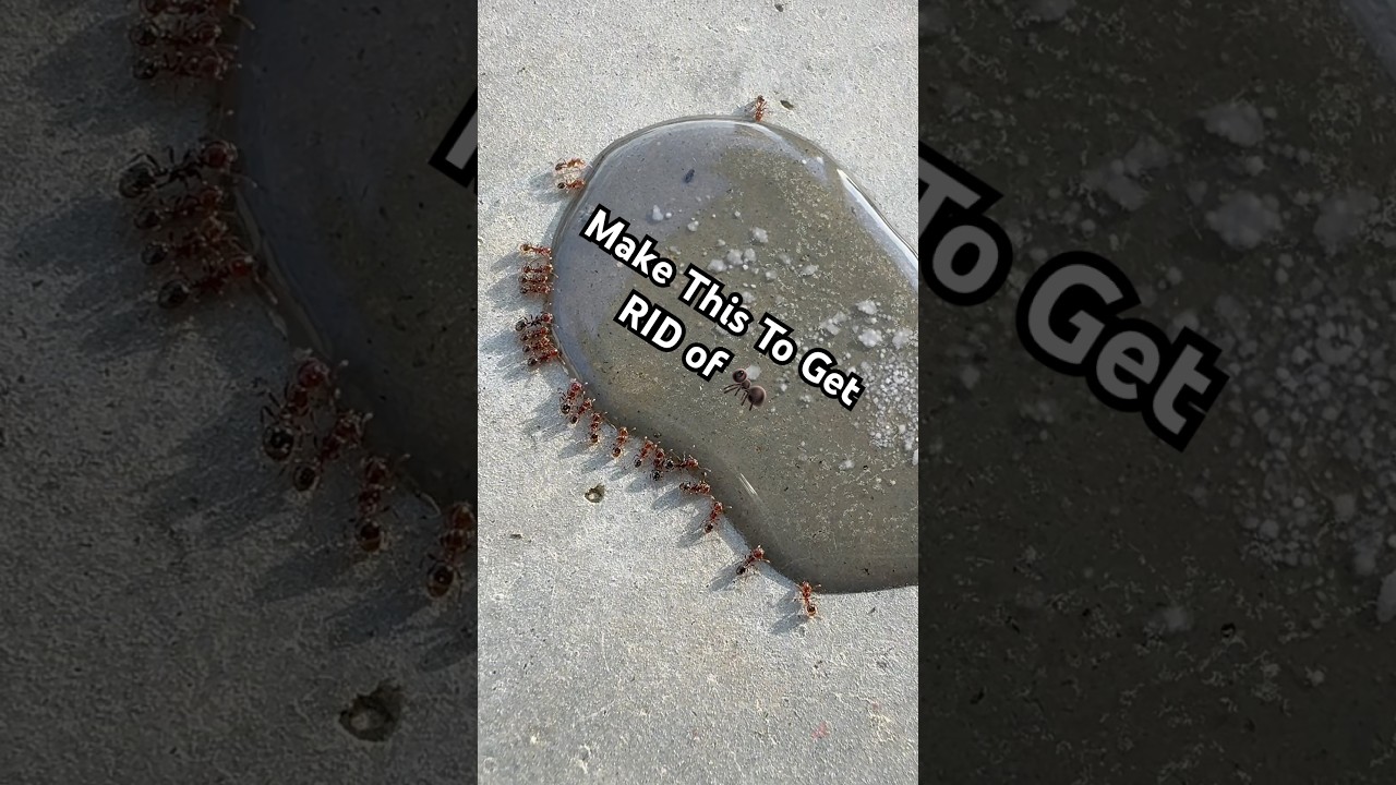 How to get RID of ANTS in your Garden or House! #garden #pestcontrol #ants