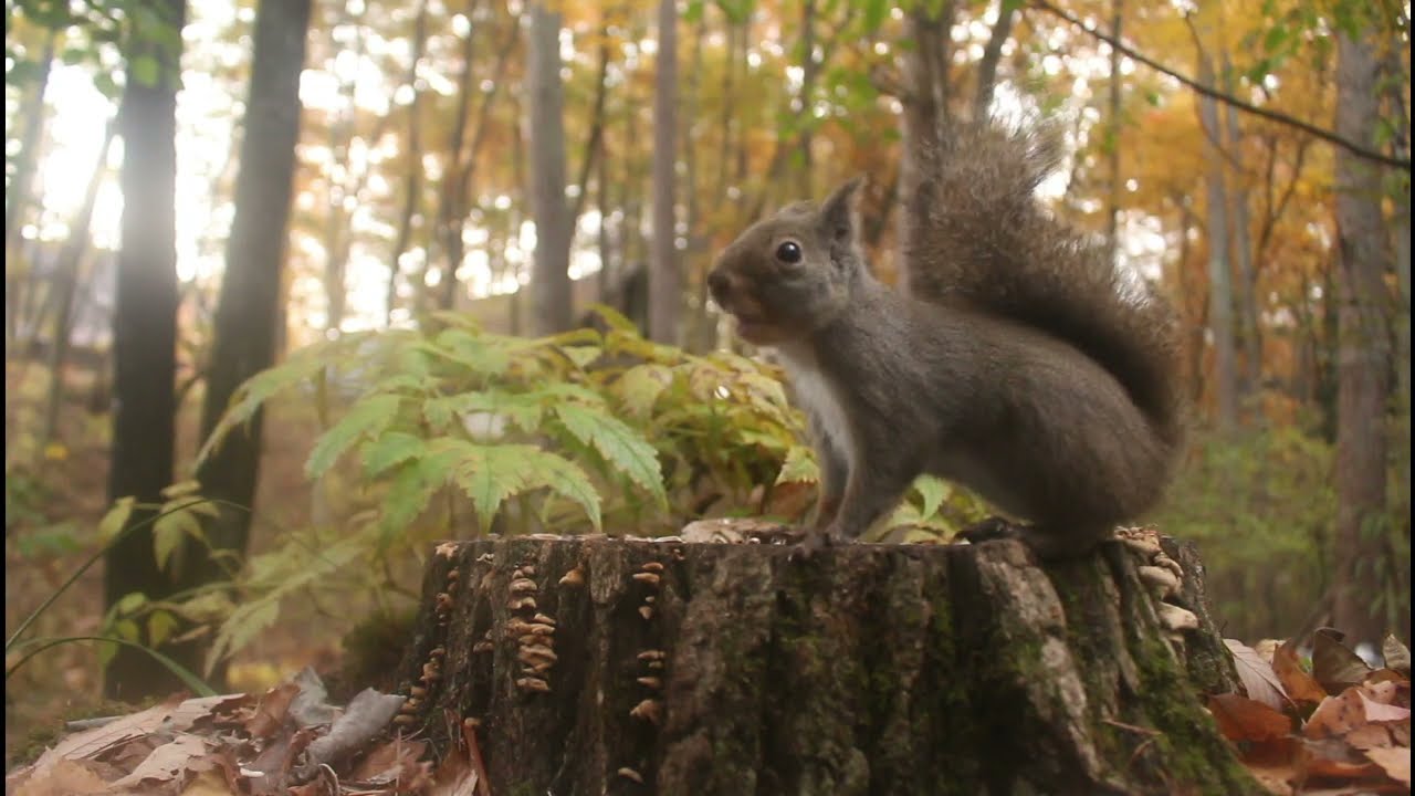今日のニホンリス　１１月１６日