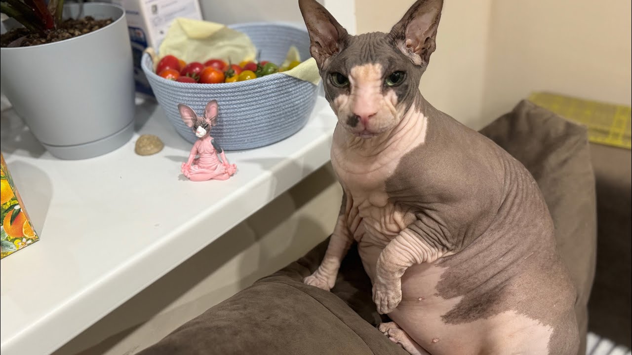 Швейный влог #37 челлендж 144 из 150, сшила костюм в обмен на портновские ножницы, шторы готовы